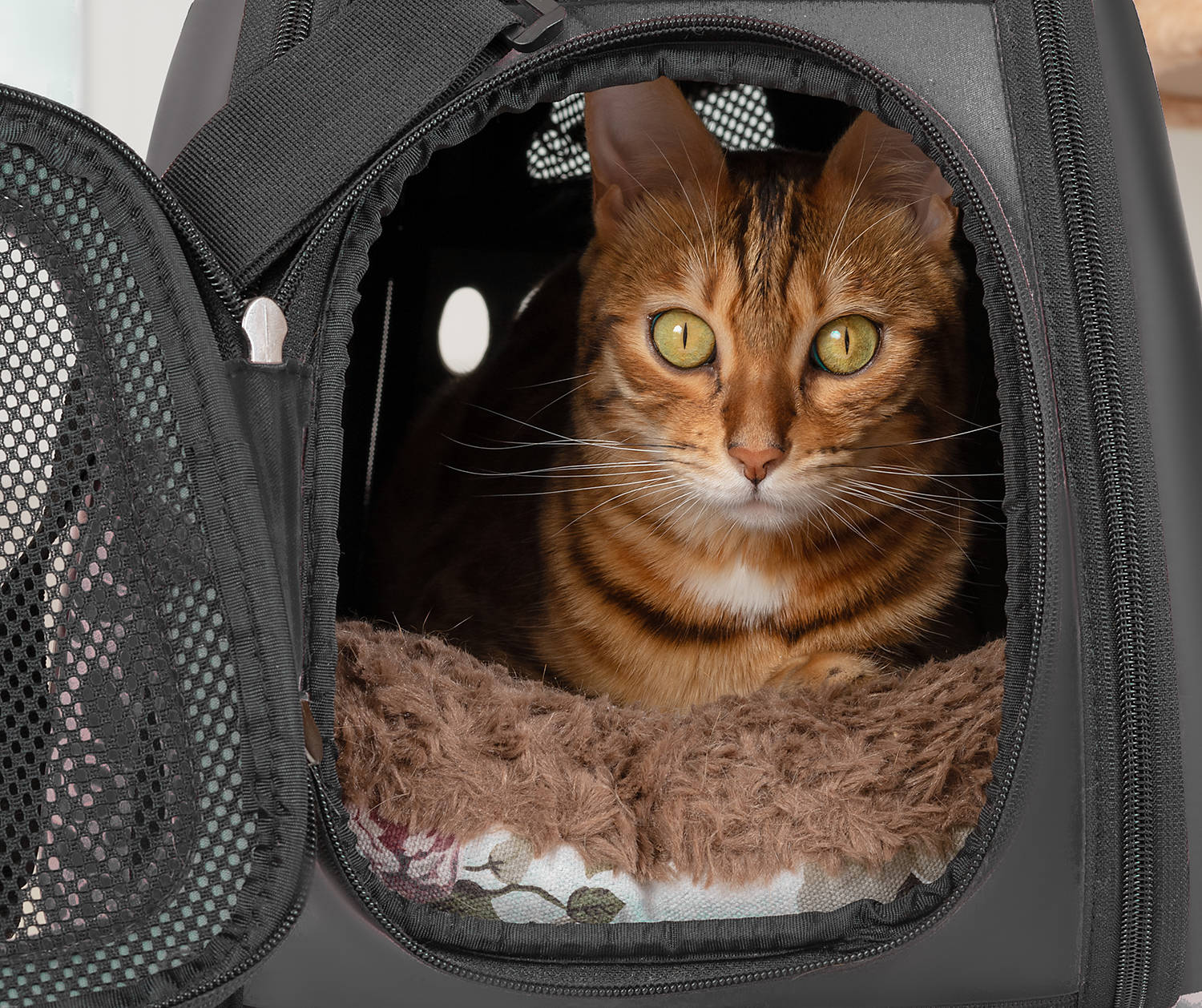 Close-up of bengal cat in soft carry bag