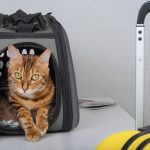 Traveling with pets. Suitcase and carrier for cats.