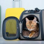 Bengal cat in a soft carrier on the floor next to a suitcase