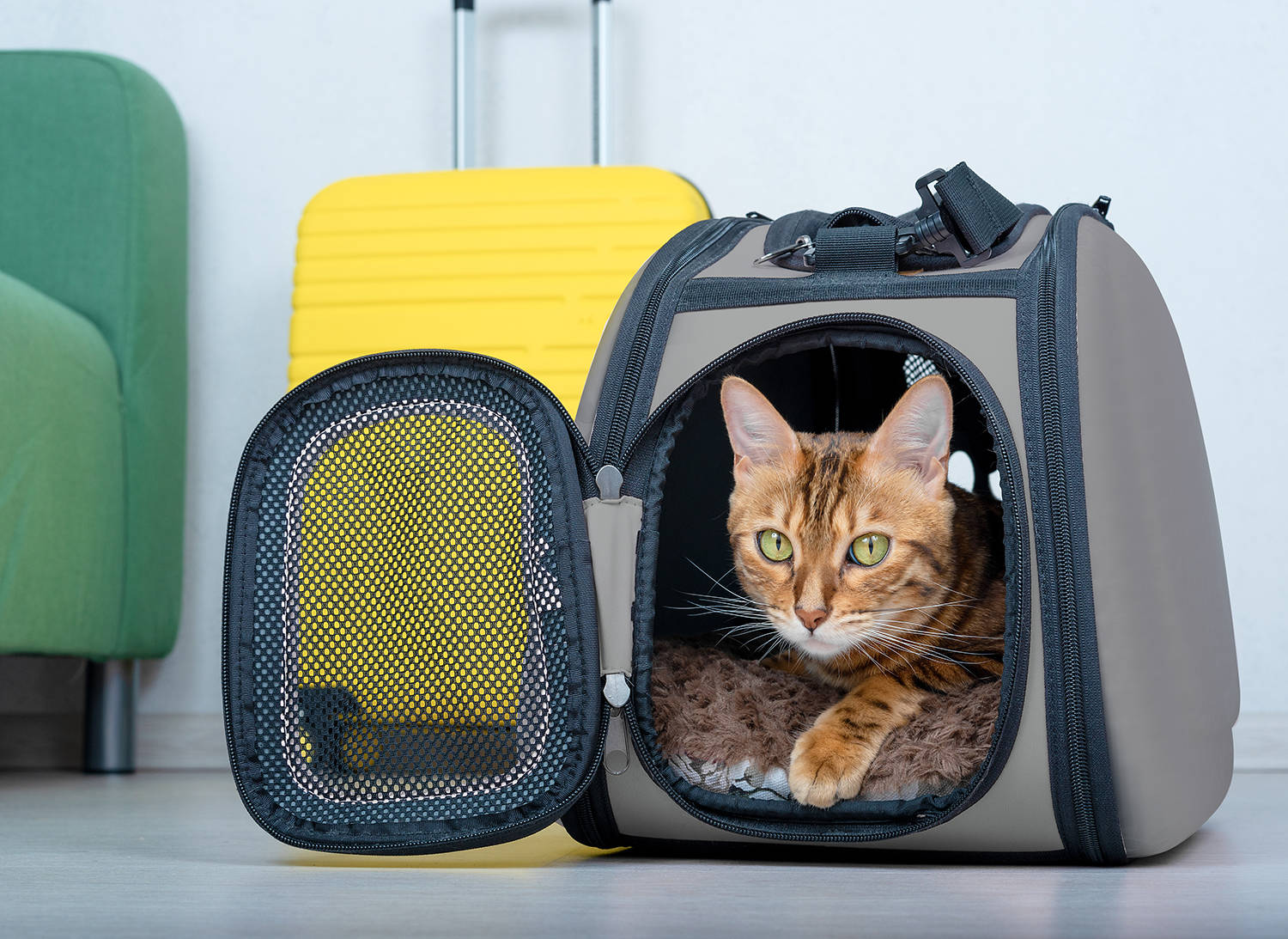 Bengal cat in a soft carrier on the floor next to a suitcase